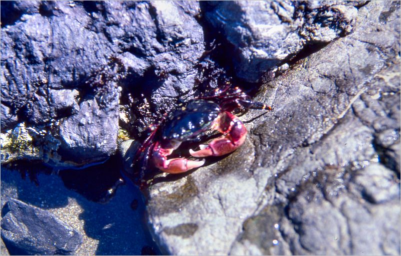 Monster crab